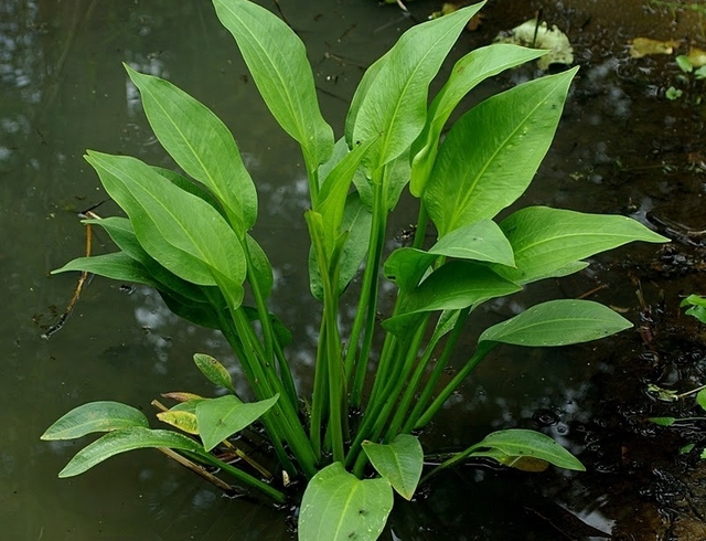 Żabieniec babka wodna roślina z rodziny żabieńcowatych